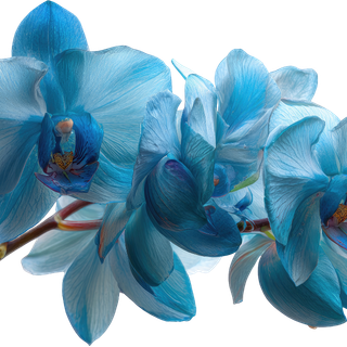 Dafna K.